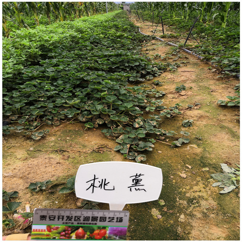 济南草莓苗种植基地出售草莓脱毒苗甜宝草莓苗价格
