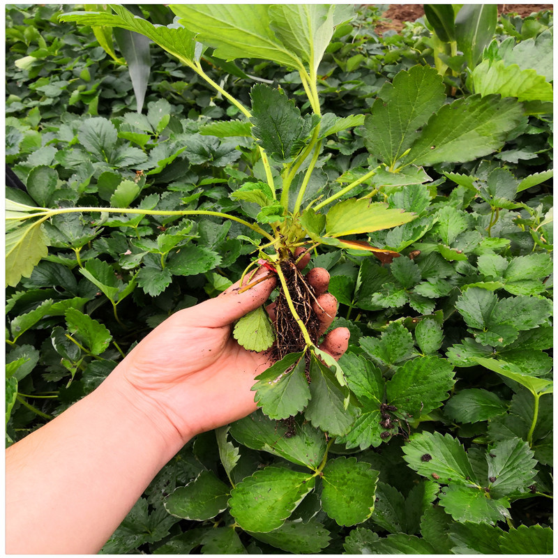 济南草莓苗种植基地出售草莓脱毒苗甜宝草莓苗价格