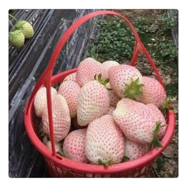 出售白草莓苗根系发达包邮白雪公主草莓苗批发