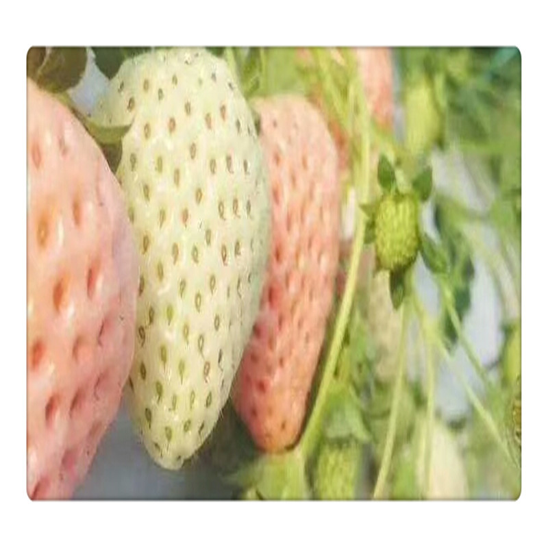 出售白草莓苗根系发达包邮白雪公主草莓苗批发