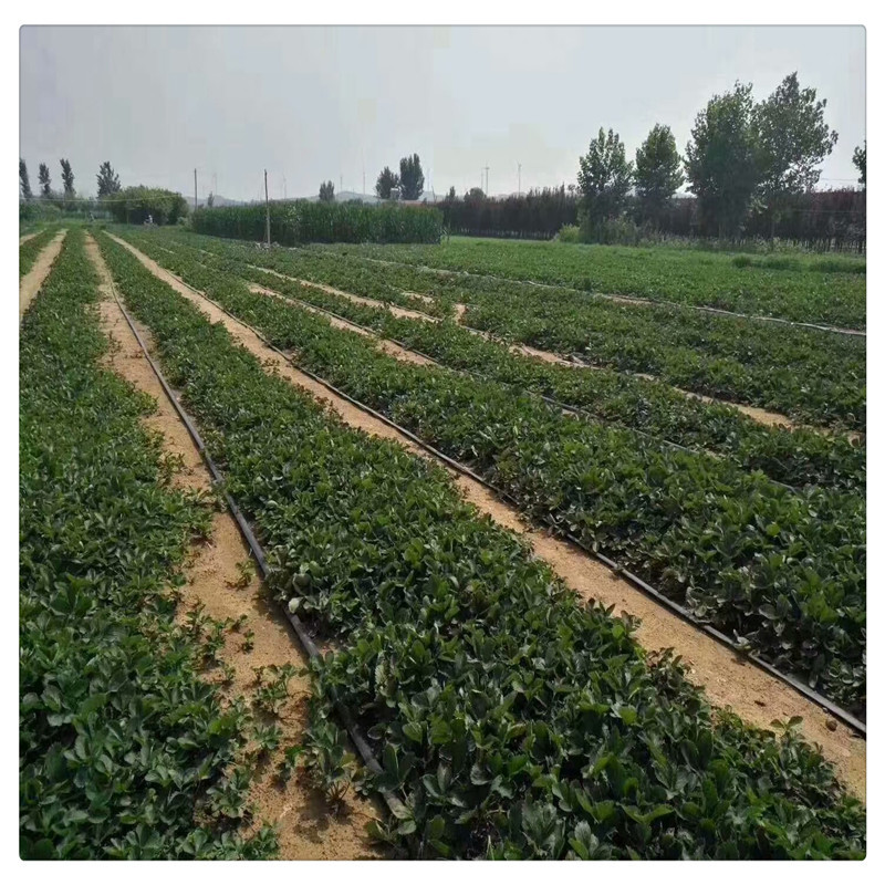 出售白草莓苗根系发达包邮白雪公主草莓苗批发