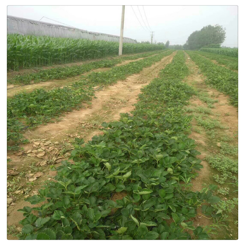 出售白草莓苗根系发达包邮白雪公主草莓苗批发