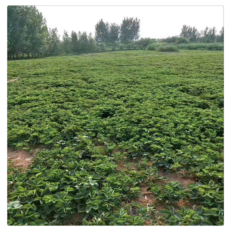 出售白草莓苗根系发达包邮白雪公主草莓苗批发