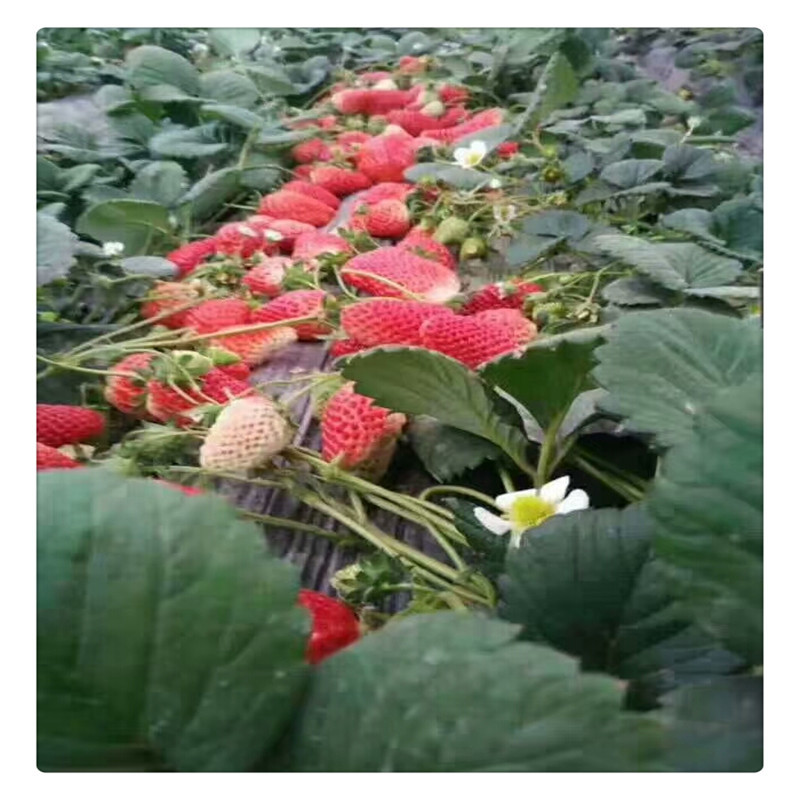 出售白草莓苗根系发达包邮白雪公主草莓苗批发