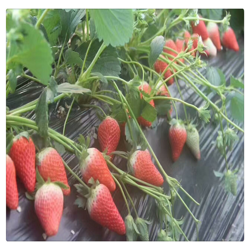 出售白草莓苗根系发达包邮白雪公主草莓苗批发