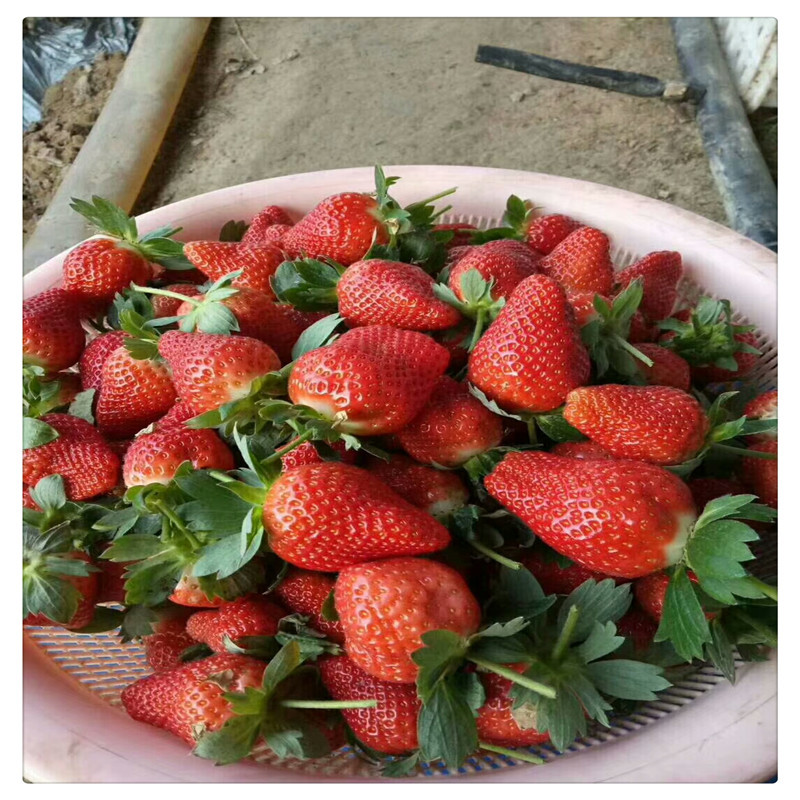 出售白草莓苗根系发达包邮白雪公主草莓苗批发