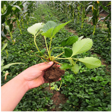 草莓苗厂家奶油草莓苗妙香草莓苗草莓一年苗价格
