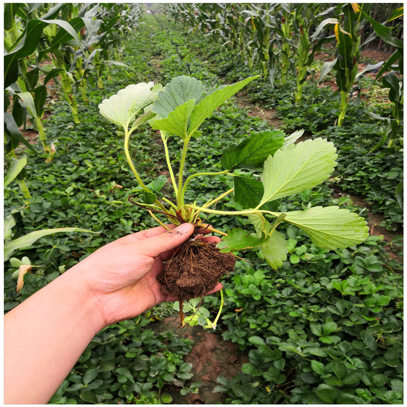 草莓苗厂家奶油草莓苗妙香草莓苗草莓一年苗价格