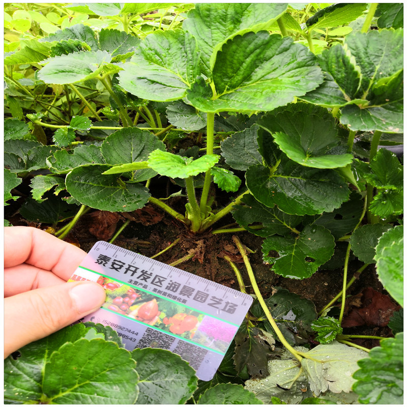草莓苗厂家奶油草莓苗妙香草莓苗草莓一年苗价格