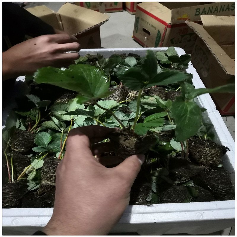 草莓苗厂家奶油草莓苗妙香草莓苗草莓一年苗价格