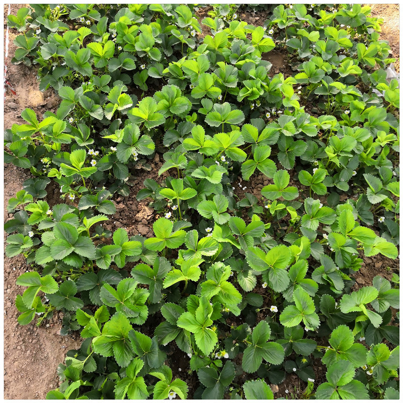 草莓苗厂家奶油草莓苗妙香草莓苗草莓一年苗价格