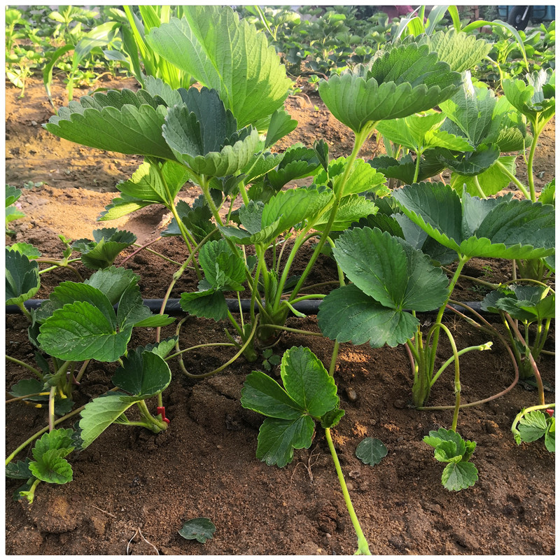 草莓苗厂家奶油草莓苗妙香草莓苗草莓一年苗价格