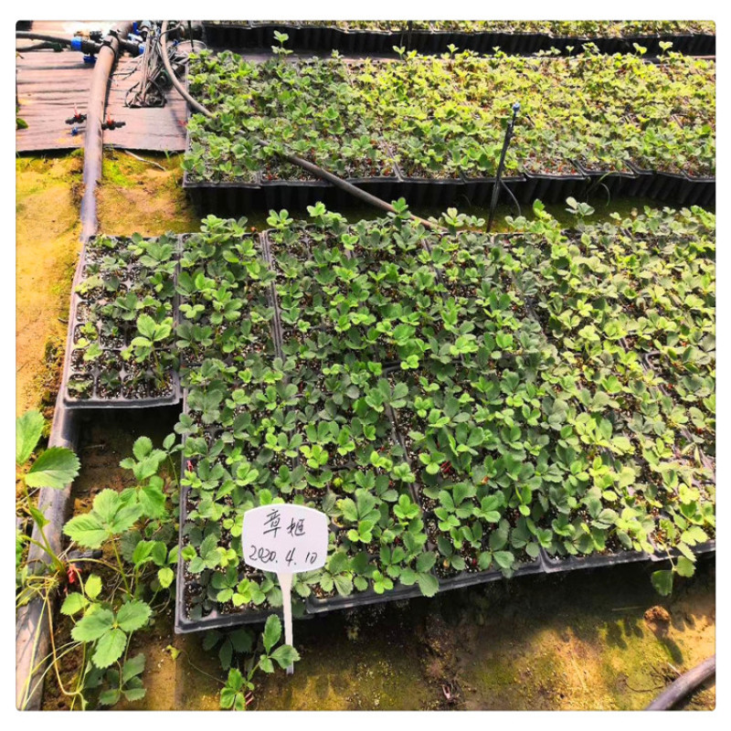 批发草莓苗章姬草莓苗草莓脱毒苗甜宝草莓苗价格