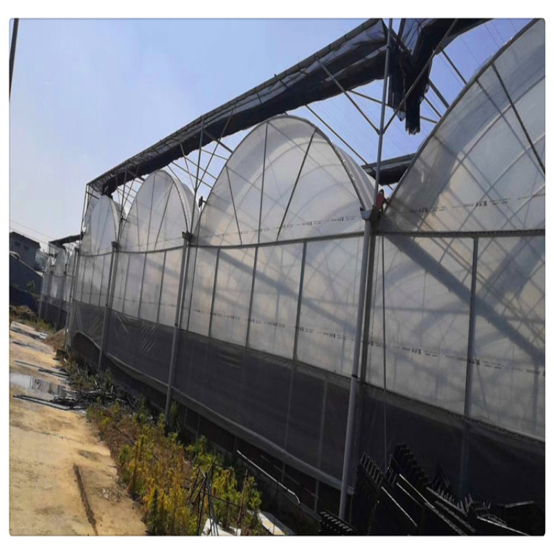 批发草莓苗章姬草莓苗草莓脱毒苗甜宝草莓苗价格