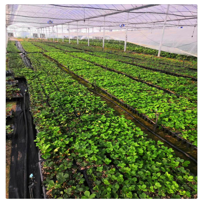 批发草莓苗章姬草莓苗草莓脱毒苗甜宝草莓苗价格