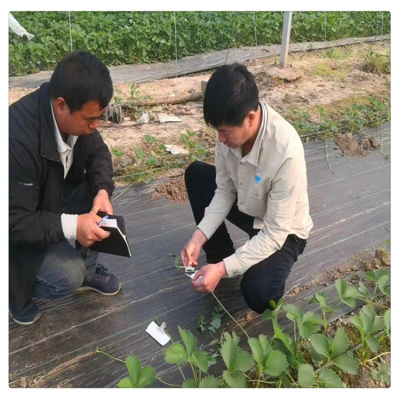 批发草莓苗章姬草莓苗草莓脱毒苗甜宝草莓苗价格