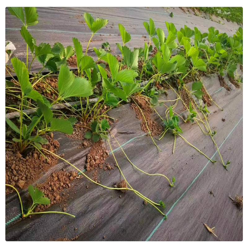 批发草莓苗章姬草莓苗草莓脱毒苗甜宝草莓苗价格