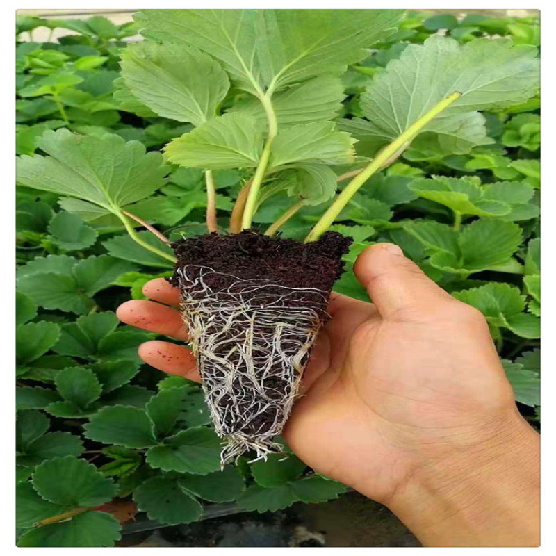 批发草莓苗章姬草莓苗草莓脱毒苗甜宝草莓苗价格