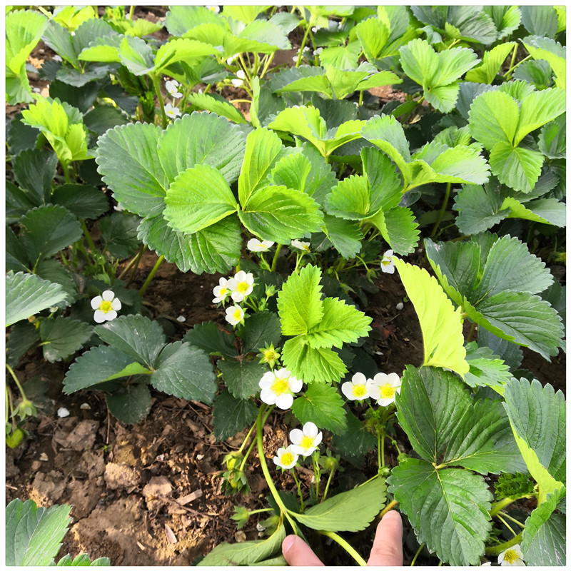 临沂草莓苗草莓的苗甜查理草莓苗便宜草莓苗