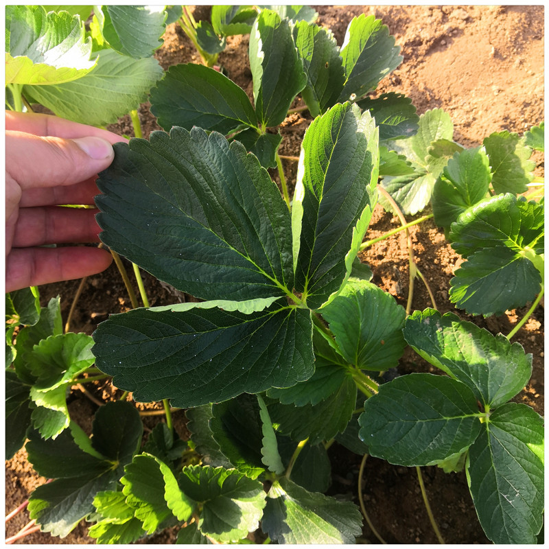 临沂草莓苗草莓的苗甜查理草莓苗便宜草莓苗
