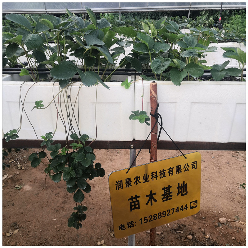临沂草莓苗草莓的苗甜查理草莓苗便宜草莓苗