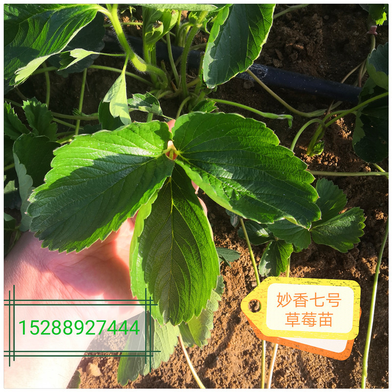 临沂草莓苗草莓的苗甜查理草莓苗便宜草莓苗