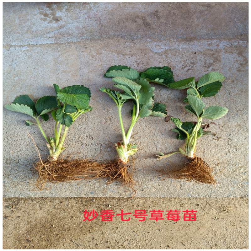 临沂草莓苗草莓的苗甜查理草莓苗便宜草莓苗