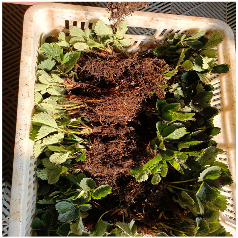 草莓穴盘苗大棚草莓苗脱毒草莓苗草莓苗的种植方法