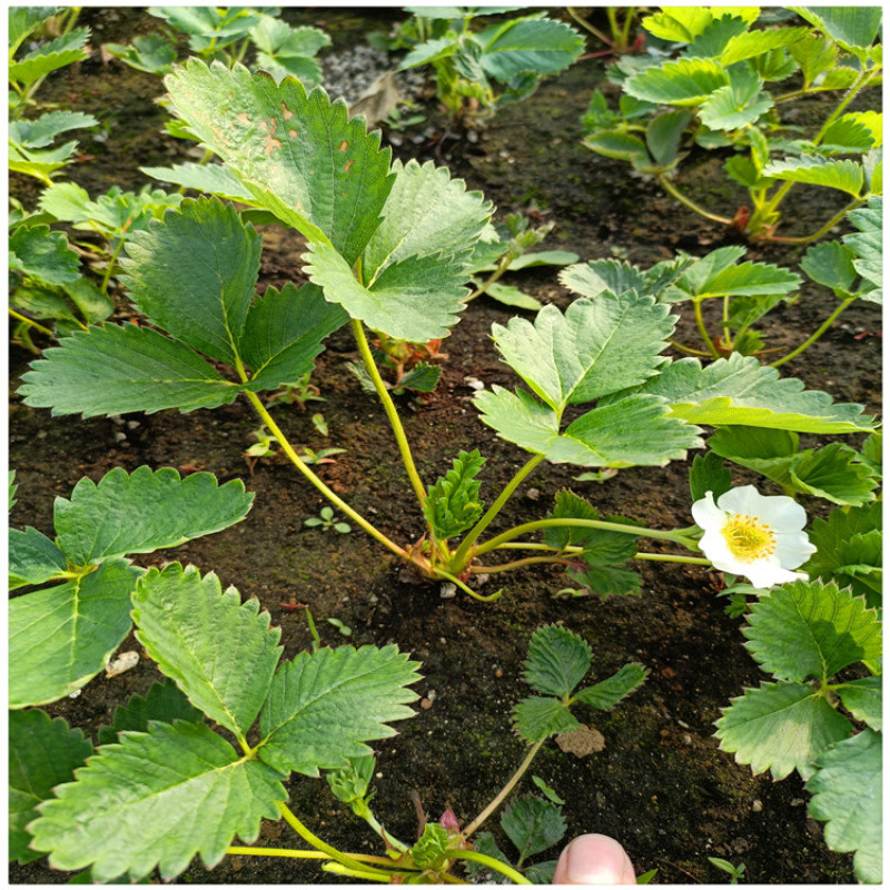 草莓穴盘苗大棚草莓苗脱毒草莓苗草莓苗的种植方法