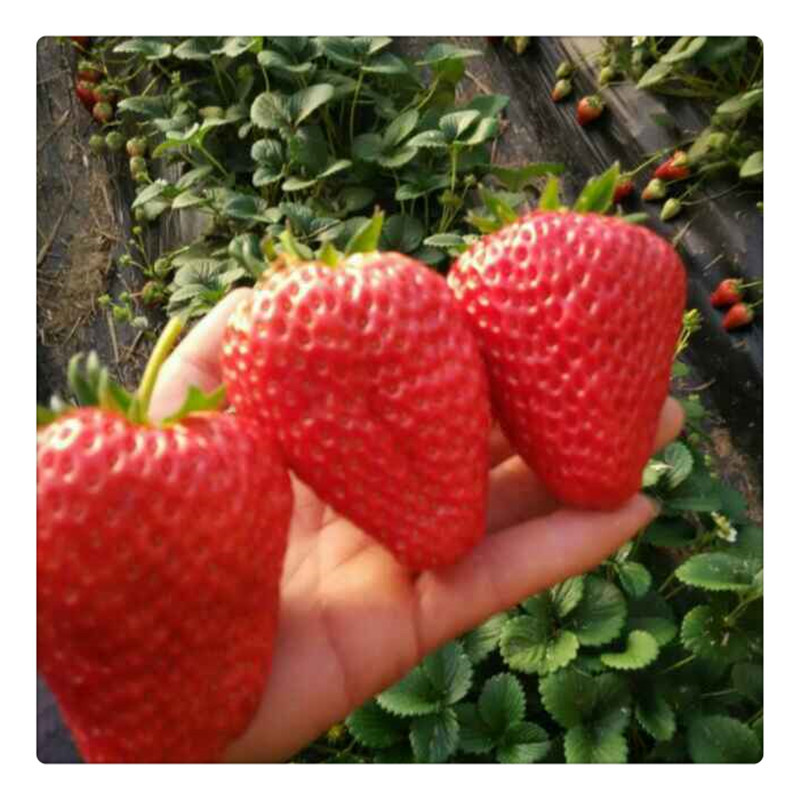 红颜草莓苗草莓苗价格栽草莓苗莒南草莓苗