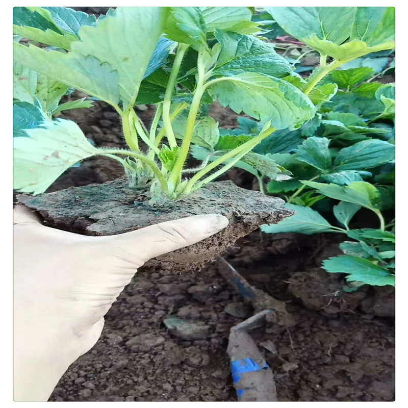 红颜草莓苗草莓苗价格栽草莓苗莒南草莓苗