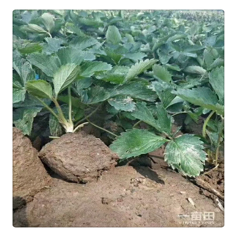 红颜草莓苗草莓苗价格栽草莓苗莒南草莓苗