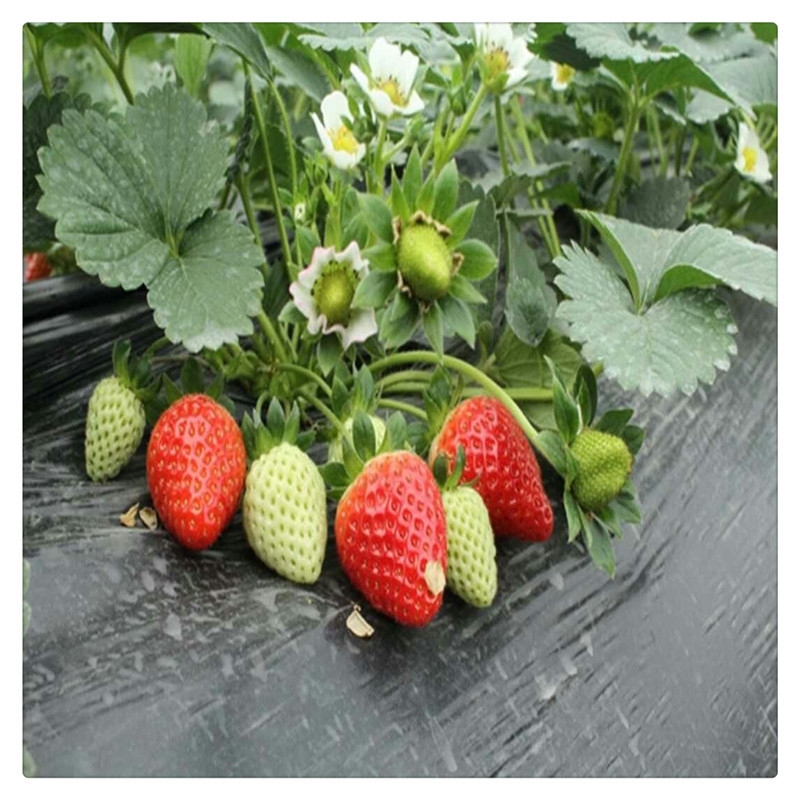 红颜草莓苗草莓苗价格栽草莓苗莒南草莓苗