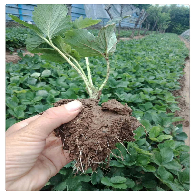红颜草莓苗草莓苗价格栽草莓苗莒南草莓苗