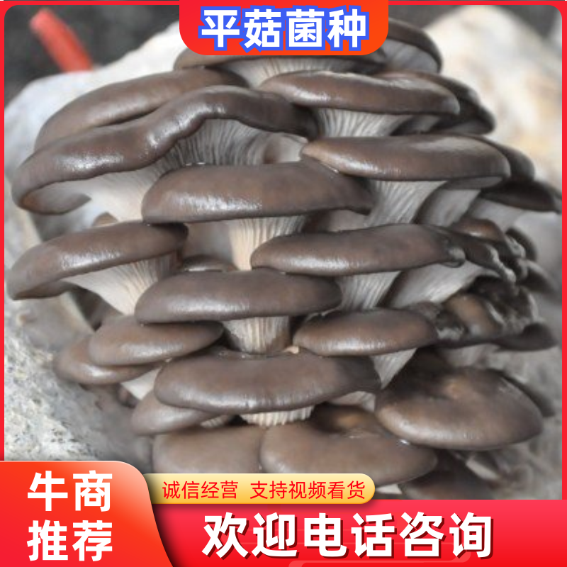 平菇菌种，广温型平菇菌种，高温型平菇菌种菌种，菌包菌棒直