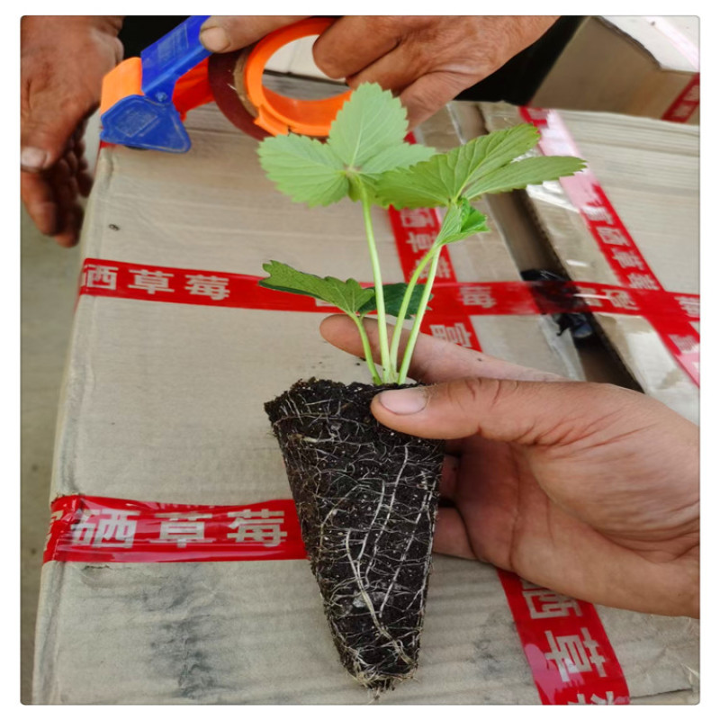 草莓苗品种浙江草莓苗草莓苗多少钱一颗随珠草莓