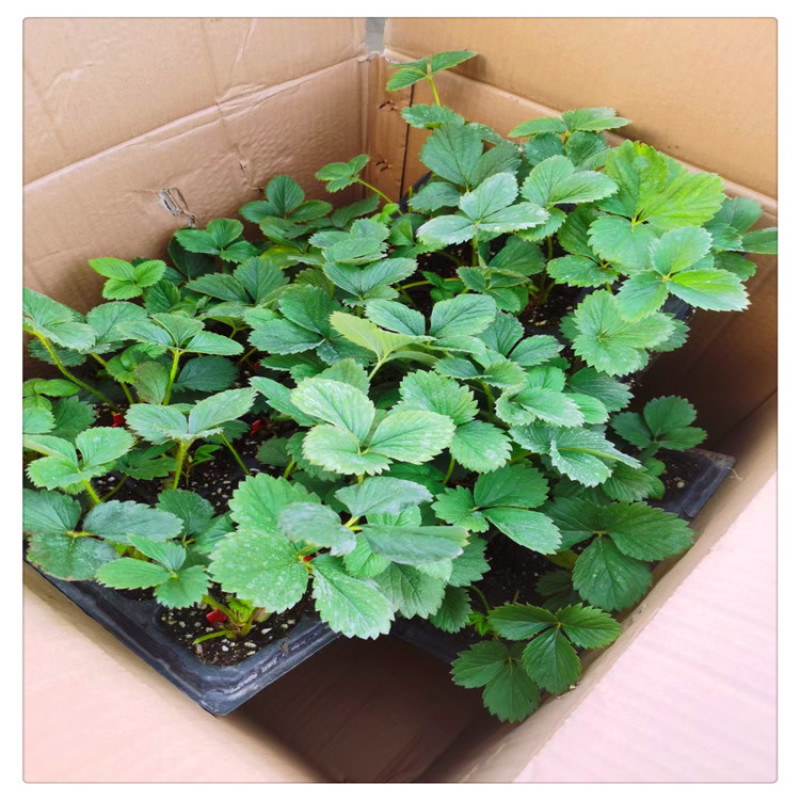 草莓苗品种浙江草莓苗草莓苗多少钱一颗随珠草莓