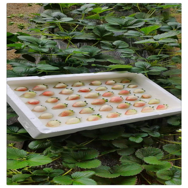 草莓苗品种浙江草莓苗草莓苗多少钱一颗随珠草莓
