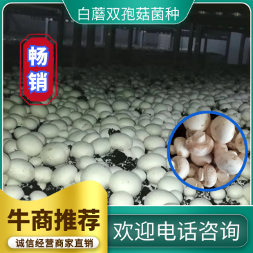 白蘑双孢菇菌种，食用菌菌种母种原种栽培种一级，二级，三级