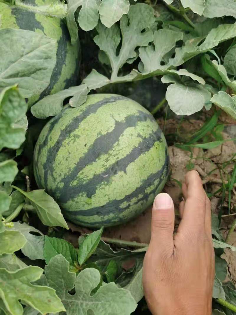 精品西瓜基地直发大量上市代发全国欢迎