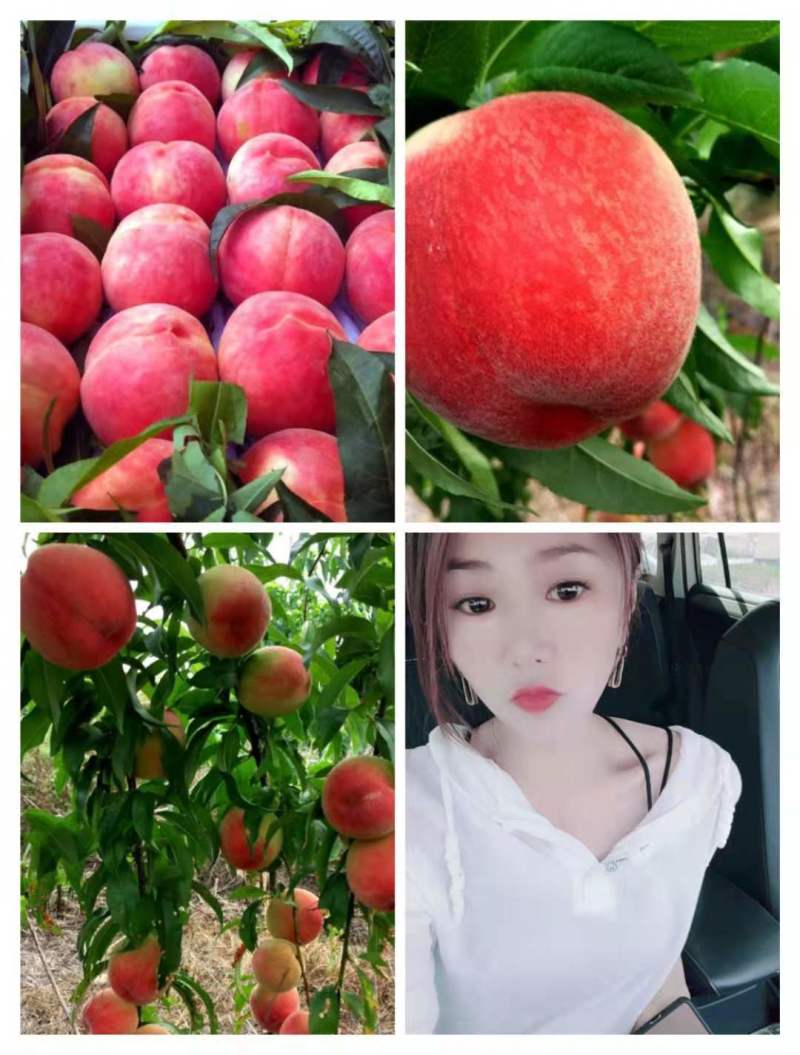 {热卖}春雪毛桃突围毛桃产地直供货源充足商超直供