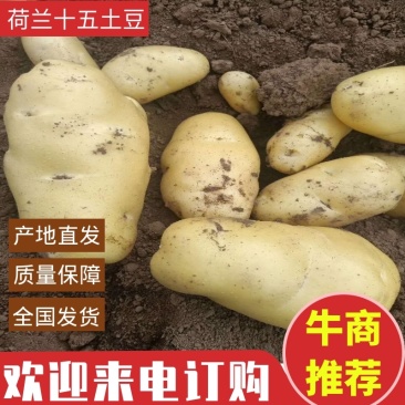 【牛商推荐】荷兰十五土豆大量上市一手货源3两以上欢迎来电订货