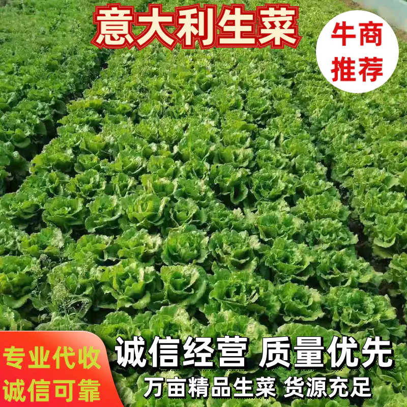 意大利生菜货源充足常年供应可提供增值税发票