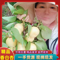 【精品】河北唐山香白杏应季水果量大从优现摘现发