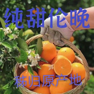 湖北秭归脐橙伦晚脐橙入口化渣含糖量高产地直销