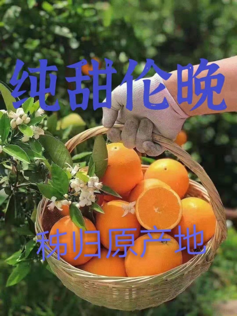 湖北秭归脐橙伦晚脐橙入口化渣含糖量高产地直销