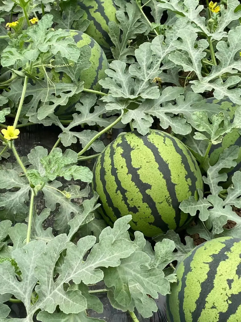 陕西西瓜甜王西瓜瓤红瓜甜保质保量运输对接各大商超市场