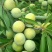 青脆李/脱骨李/诚招全国代理/电商直播团队带货/欢迎咨询