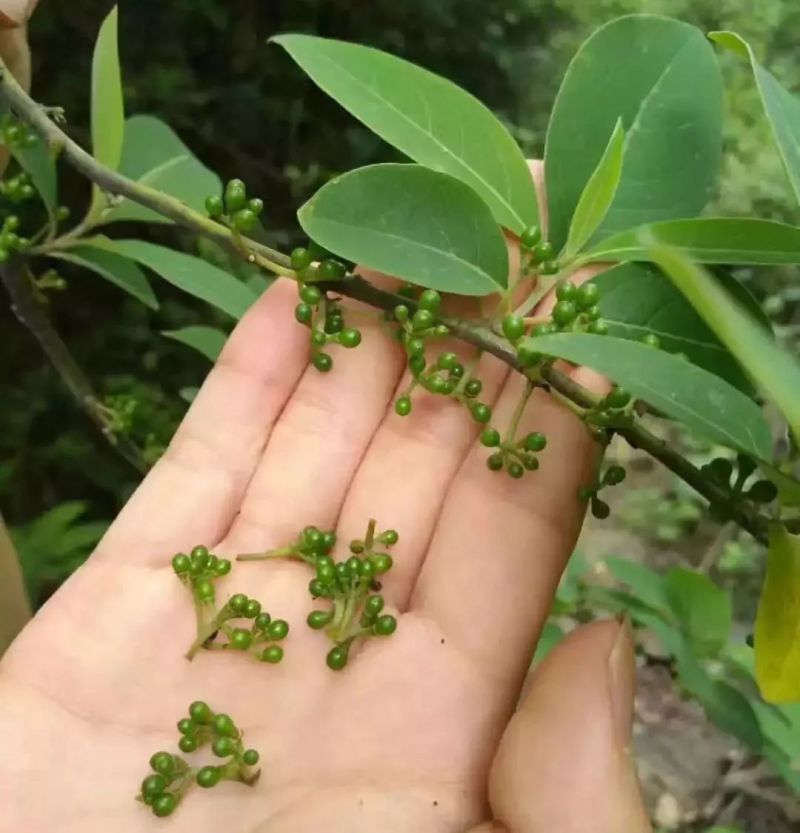 山胡椒木姜子野生山胡椒天然中药材