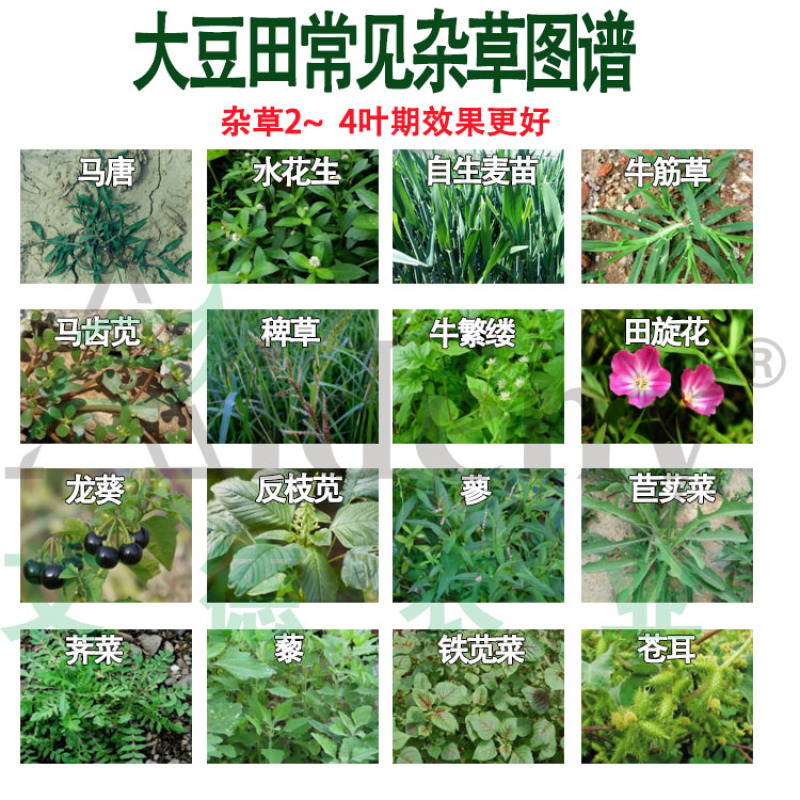 黄豆苗后专用除草剂大豆禾阔双除氟磺胺草醚精喹禾灵除草剂